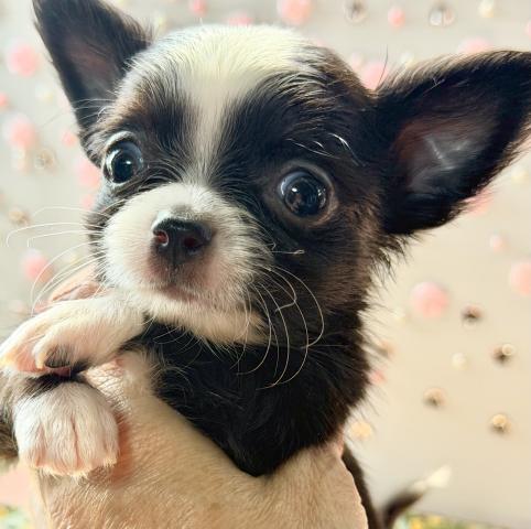 チワワ(ロングコート)