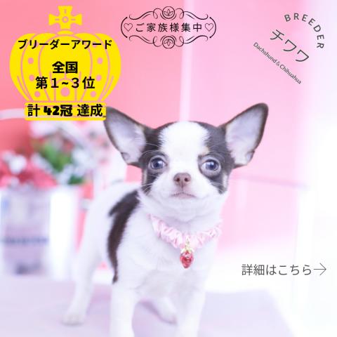 チワワ　スムース