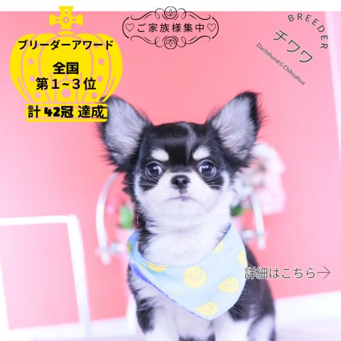 チワワ　ロング