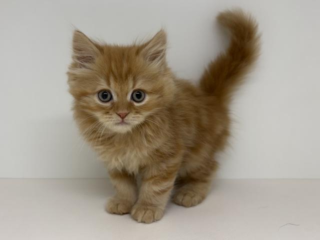 スコティッシュフォールド