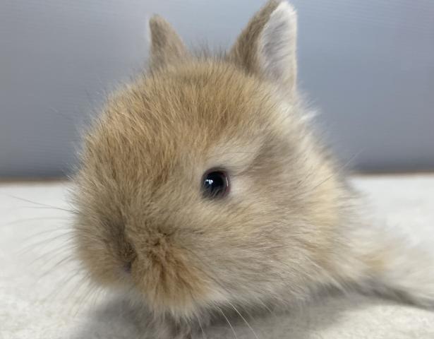 ミニウサギ