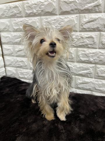 ヨークシャーテリア