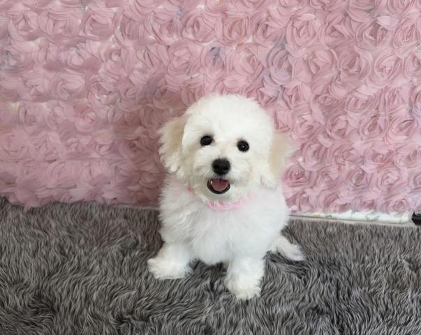 ビションフリーゼ