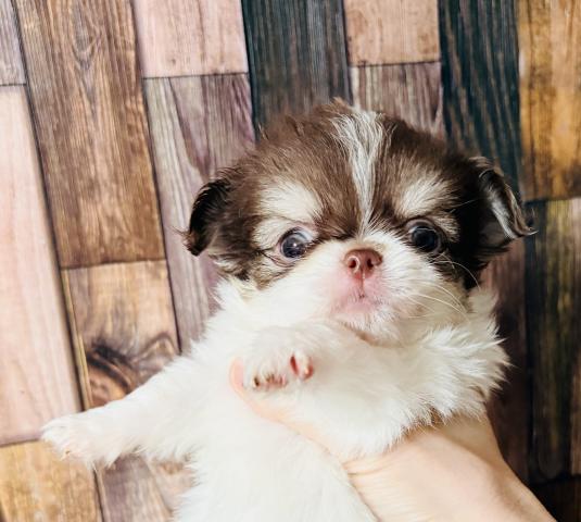 チワワ（ロングコート）