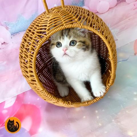 スコティッシュフォールド