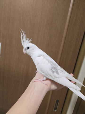 オカメインコ WFシナモンミディアムパールパイド