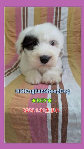 オールドイングリッシュシープドック