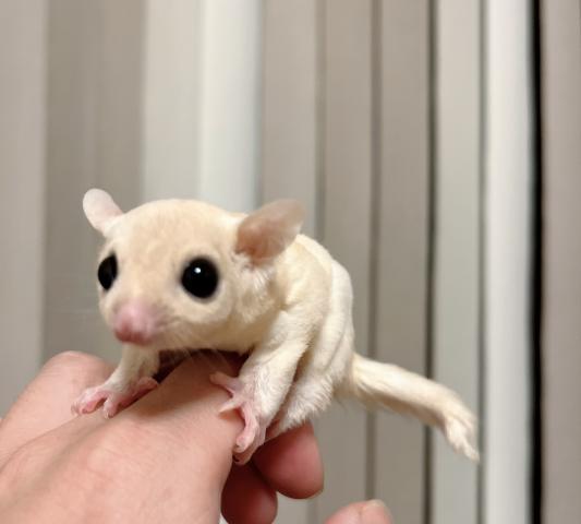 フクロモモンガ リューシorルビーヘテロアルビノ　ボルドーアイ