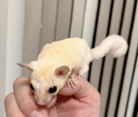 フクロモモンガ リューシ