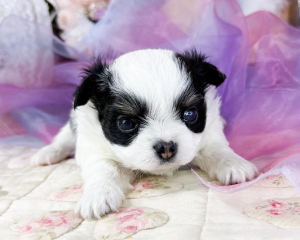 チワワ（ロングコート）