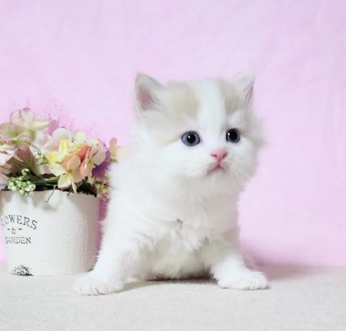 ミヌエット（旧ナポレオン）