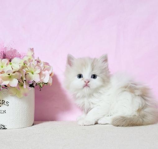 ミヌエット（旧ナポレオン）