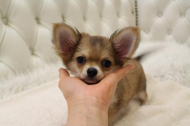 チワワ(ロングコート)