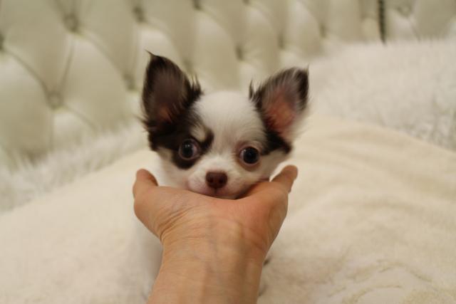 チワワ（ロングコート）