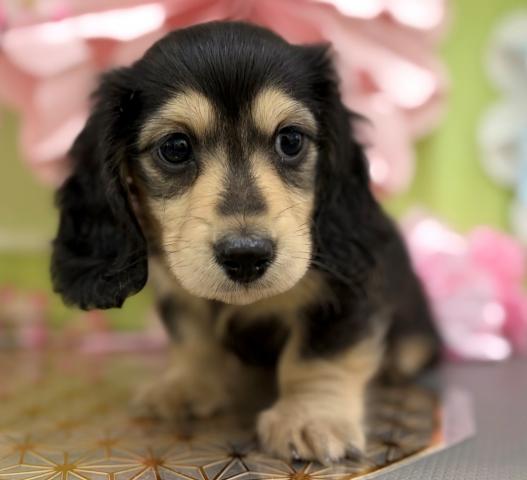 ミニチュアダックスフンド