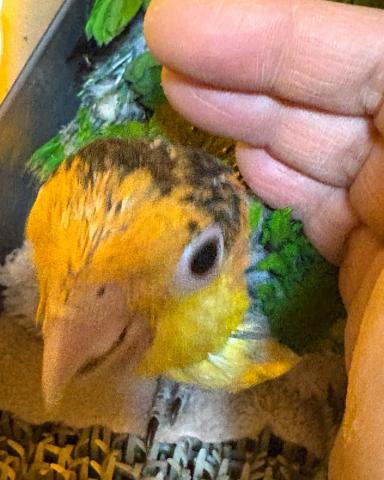 シロハラインコ