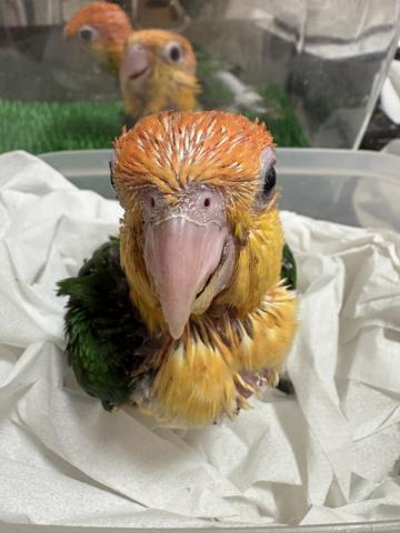 シロハラインコ