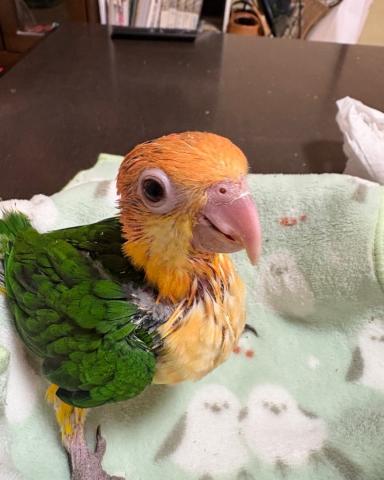 シロハラインコ