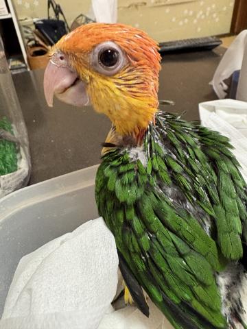 シロハラインコ