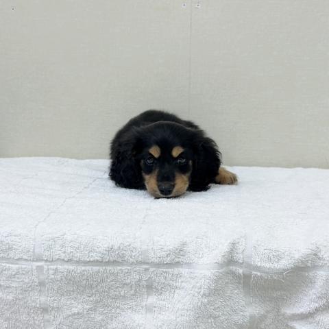 ミニチュアダックスフンド