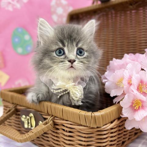 スコティッシュフォールド