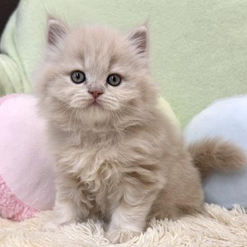 ブリティッシュショートヘア