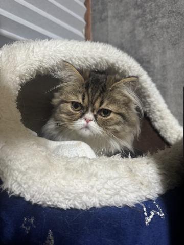 エキゾチックロングヘアー