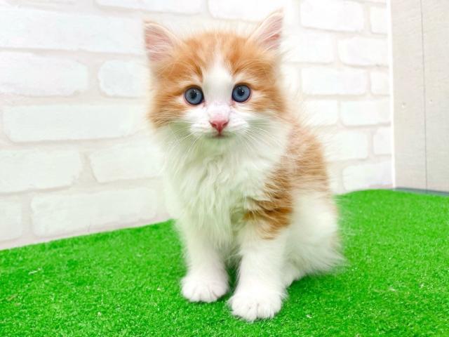 ノルウェージャンフォレストキャット