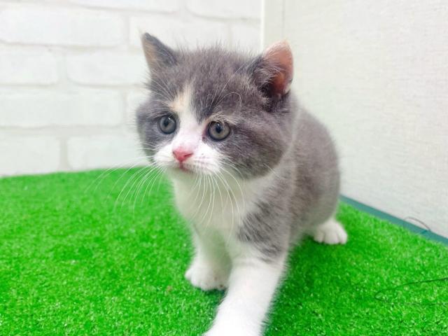 ブリティッシュショートヘア