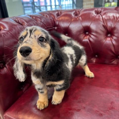 ミニチュアダックスフンド