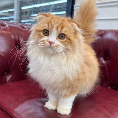 スコティッシュフォールド