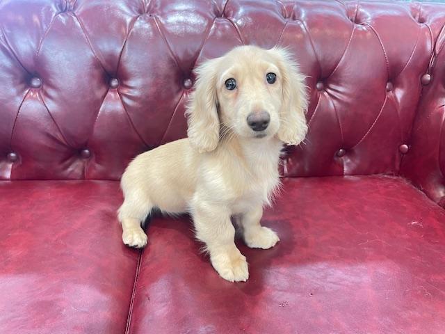 ミニチュアダックスフンド