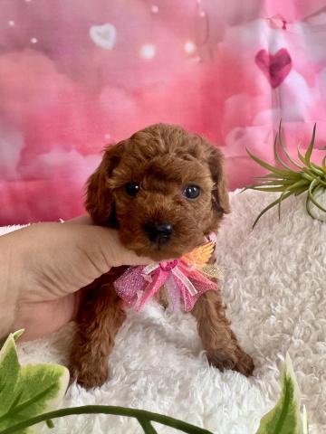 トイプードル🌸4月21日までの特別価格🌸遺伝子疾患は発症しません💎