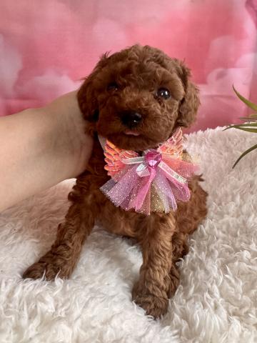 トイプードル🌸4月21日までの特別価格🌸遺伝子疾患は３項目クリア💎