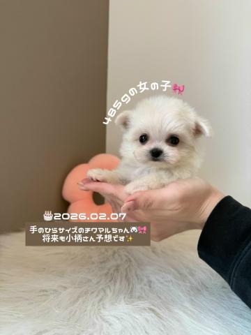 MIX手のひらサイズのチワマルちゃん🐻‍❄️🍼