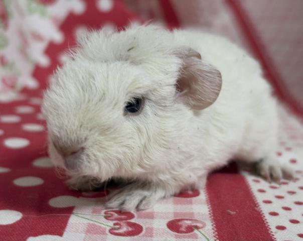 テディ系(メリノ)モルモット