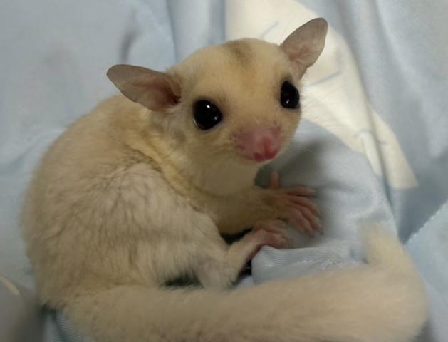 クリミノモザイクhetプラチナorリューシ(ストロベリー血統)