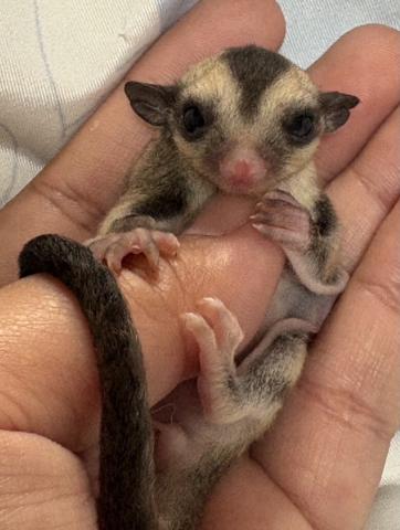 ノーマルhetクリミノ＆リューシ