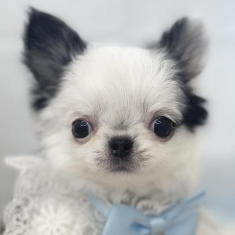 チワワ（ロングコート）