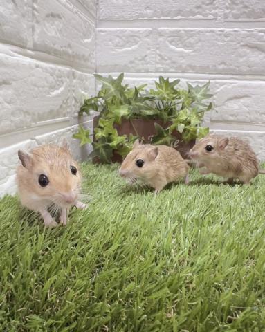 ジャイアントジャービル