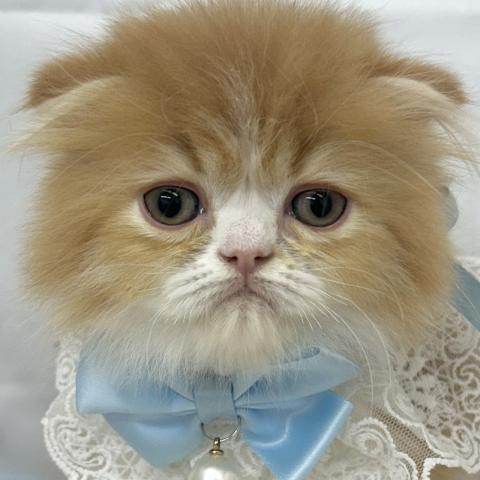 スコティッシュフォールド