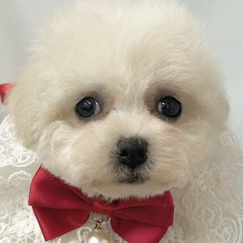 ビションフリーゼ