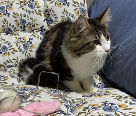 ノルウェージャンフォレストキャット