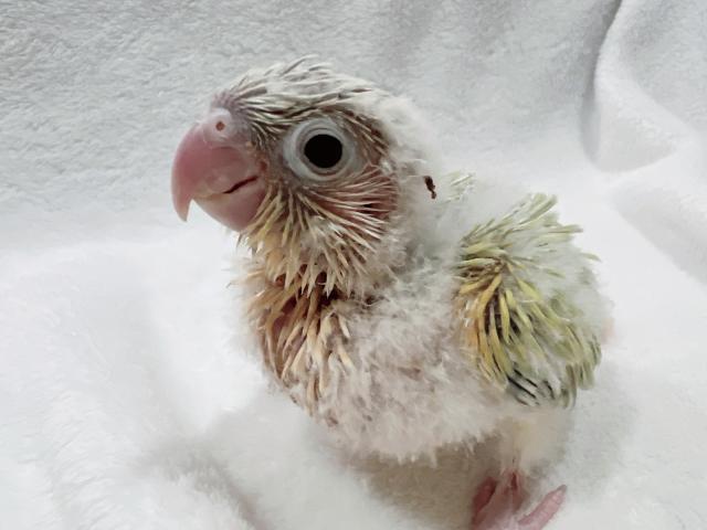 ホオミドリアカオウロコインコ　ムーンチーク