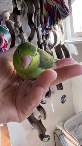 マメルリハ インコ   グリーン