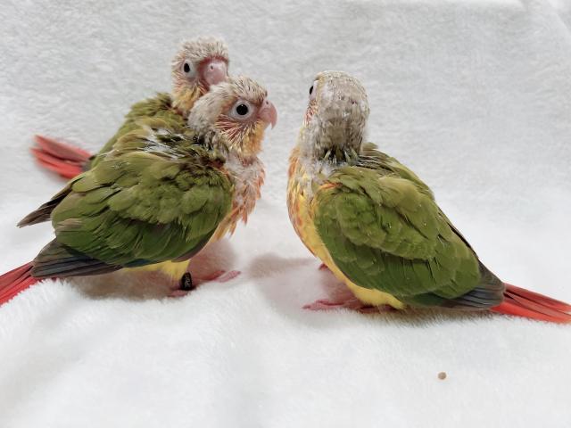 ホオミドリアカオウロコインコ　パイナップル