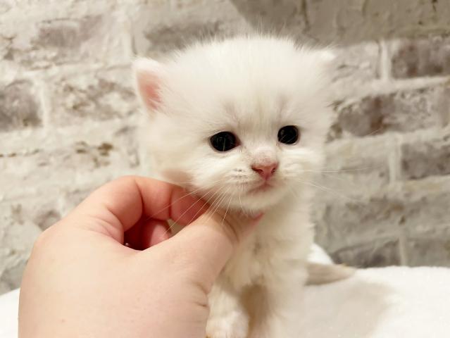 ミヌエット（旧ナポレオン）