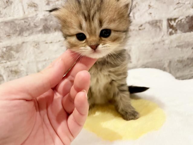 ミヌエット（旧ナポレオン）