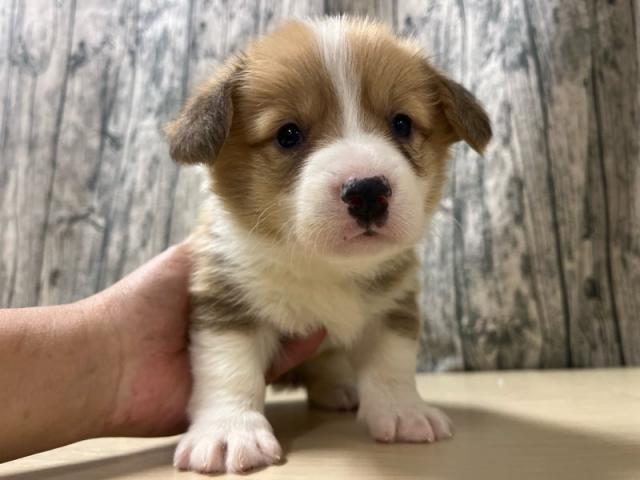 ウェルシュコーギーペンブローク