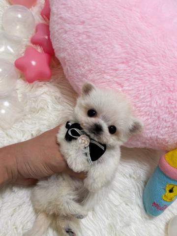 MIX🫧極小マルプー‪🫧